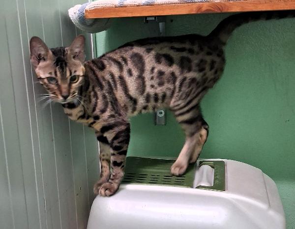 KALI' GATTINA BENGALA Foto 2